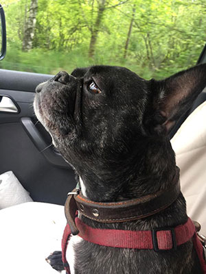 Dogwalking in Berlin - Lilly im Dogwalker-Auto