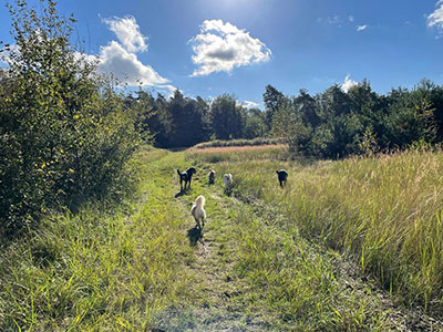 Dogwalking in Berlin - Natur pur