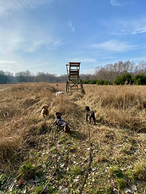 Dogwalking in Berlin - Traumhaft