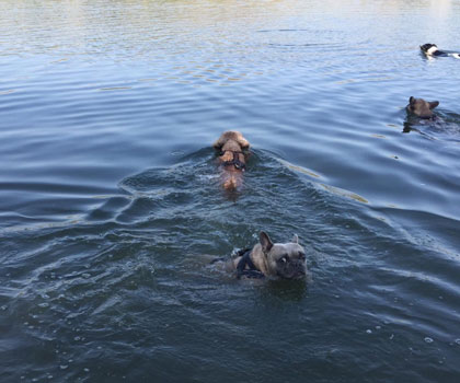 Hundeauslaufservice Berlin Mitte, Pankow, Prenzlauer Berg, Niederschönhausen und Friedrichshain