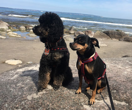 Dogwalker Berlin Mitte, Pankow, Prenzlauer Berg, Niederschönhausen und Friedrichshain