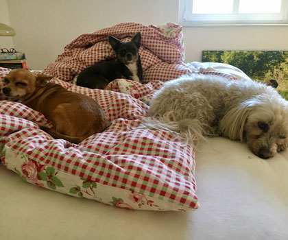 Dogwalker Berlin Mitte, Pankow, Prenzlauer Berg, Niederschönhausen und Friedrichshain