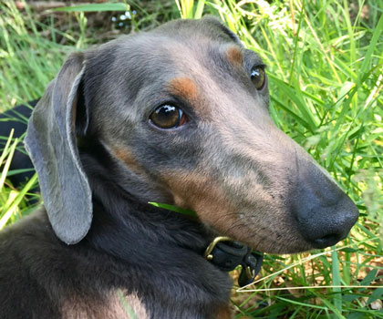 Hundeauslaufservice Berlin Mitte, Pankow, Prenzlauer Berg, Niederschönhausen und Friedrichshain
