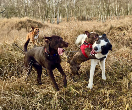 Dogwalker Berlin Mitte, Pankow, Prenzlauer Berg, Niederschönhausen und Friedrichshain