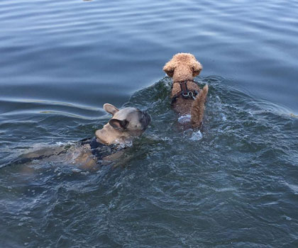 Hundeauslaufservice Berlin Mitte, Pankow, Prenzlauer Berg, Niederschönhausen und Friedrichshain