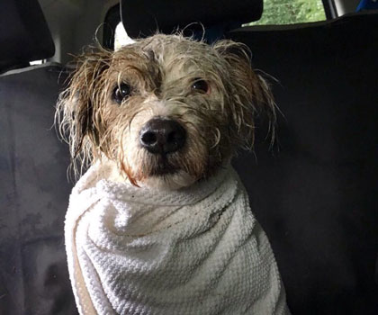 Hundeauslaufservice Berlin Mitte, Pankow, Prenzlauer Berg, Niederschönhausen und Friedrichshain