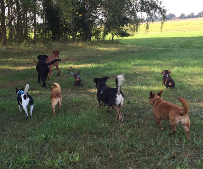 Hundeauslaufservice Berlin Mitte, Pankow, Prenzlauer Berg, Niederschönhausen und Friedrichshain