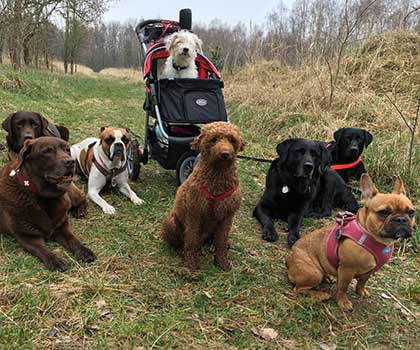 Hundeauslaufservice Berlin Mitte, Pankow, Prenzlauer Berg, Niederschönhausen und Friedrichshain