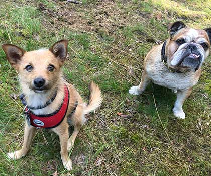 Hundeauslaufservice Berlin Mitte, Pankow, Prenzlauer Berg, Niederschönhausen und Friedrichshain