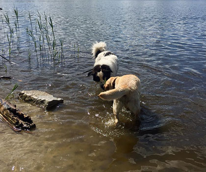 Hundeauslaufservice Berlin Mitte, Pankow, Prenzlauer Berg, Niederschönhausen und Friedrichshain