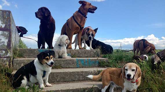 Ausführservice für Hunde in Berlin