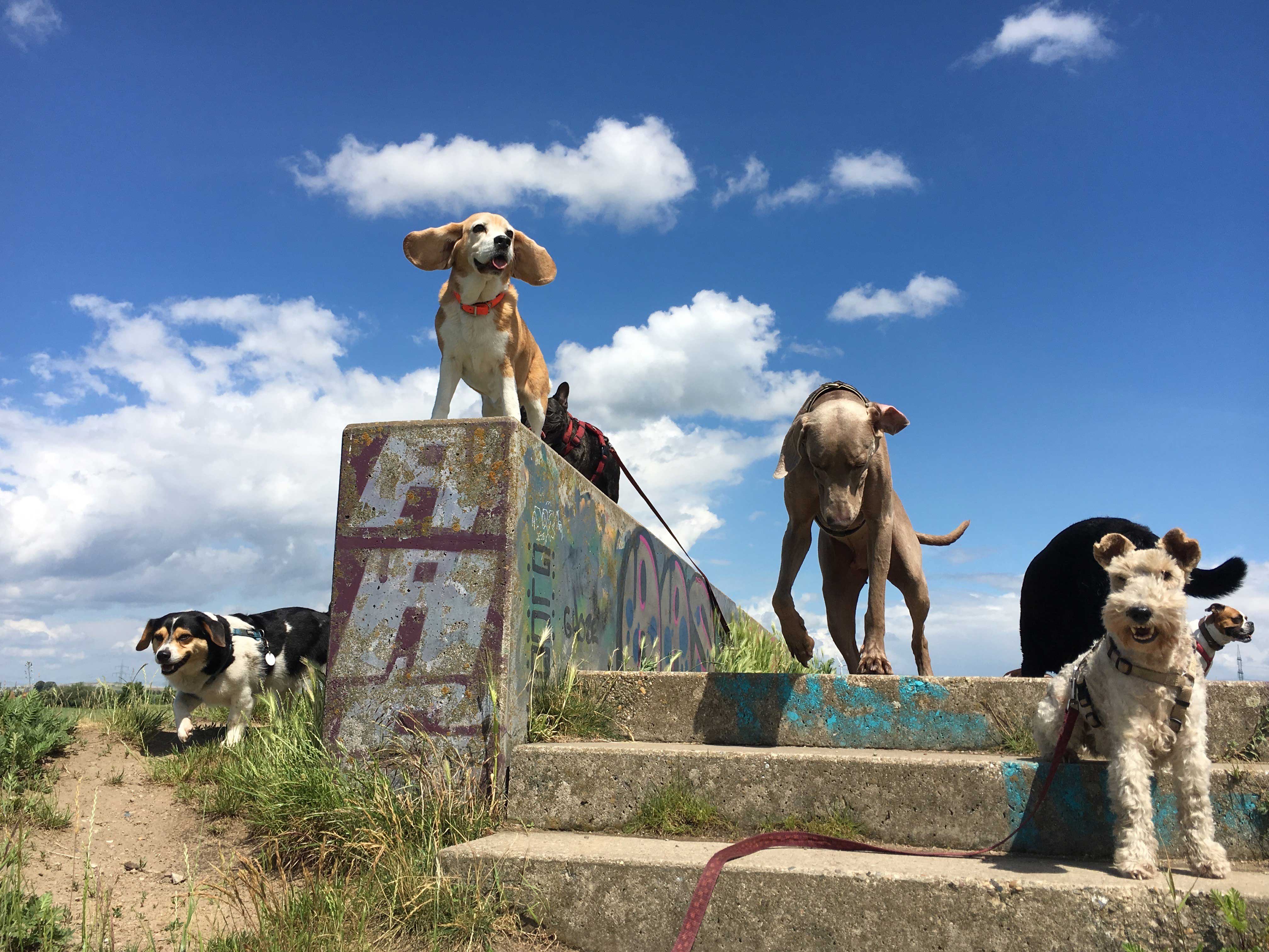 Gassi gehen mit Hunden in Berlin Mitte, Pankow, Prenzlauer Berg, Niederschönhausen und Friedrichshain