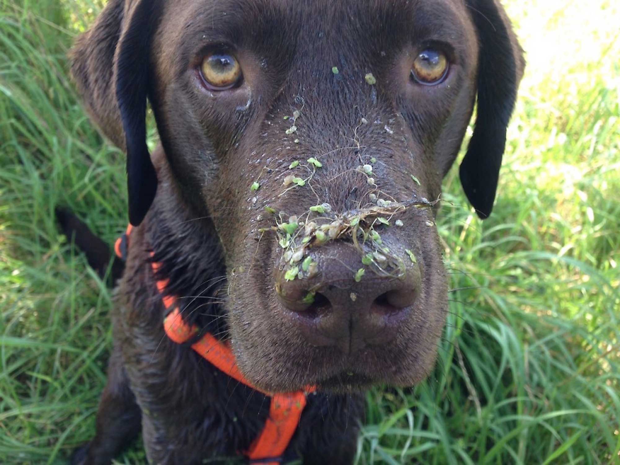 Hundeauslaufservice in Berlin Mitte, Pankow, Prenzlauer Berg und Niederschönhausen