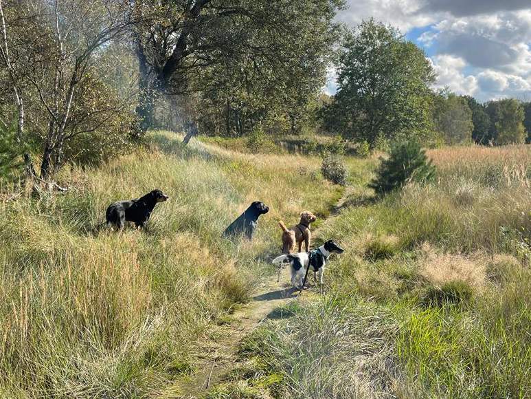 Hundeauslaufservice in Berlin Mitte, Pankow, Prenzlauer Berg, Niederschönhausen und Friedrichshain