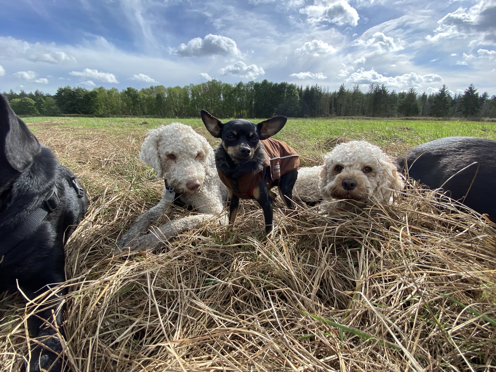 Hundeauslaufservice in Berlin Mitte, Pankow, Prenzlauer Berg, Niederschönhausen und Friedrichshain