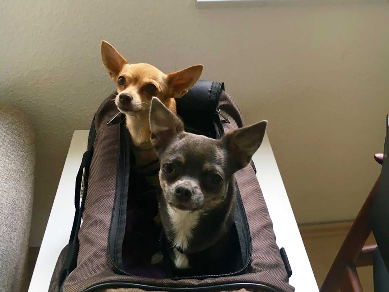 Hundebetreuung für Hotels in Berlin