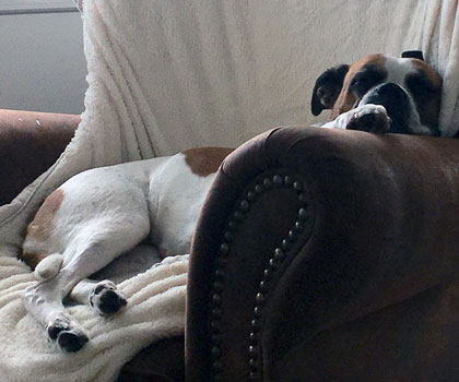 Hundebetreuung für Hotels in Berlin