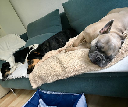 Hundebetreuung rund um die Uhr in meiner Hundepension