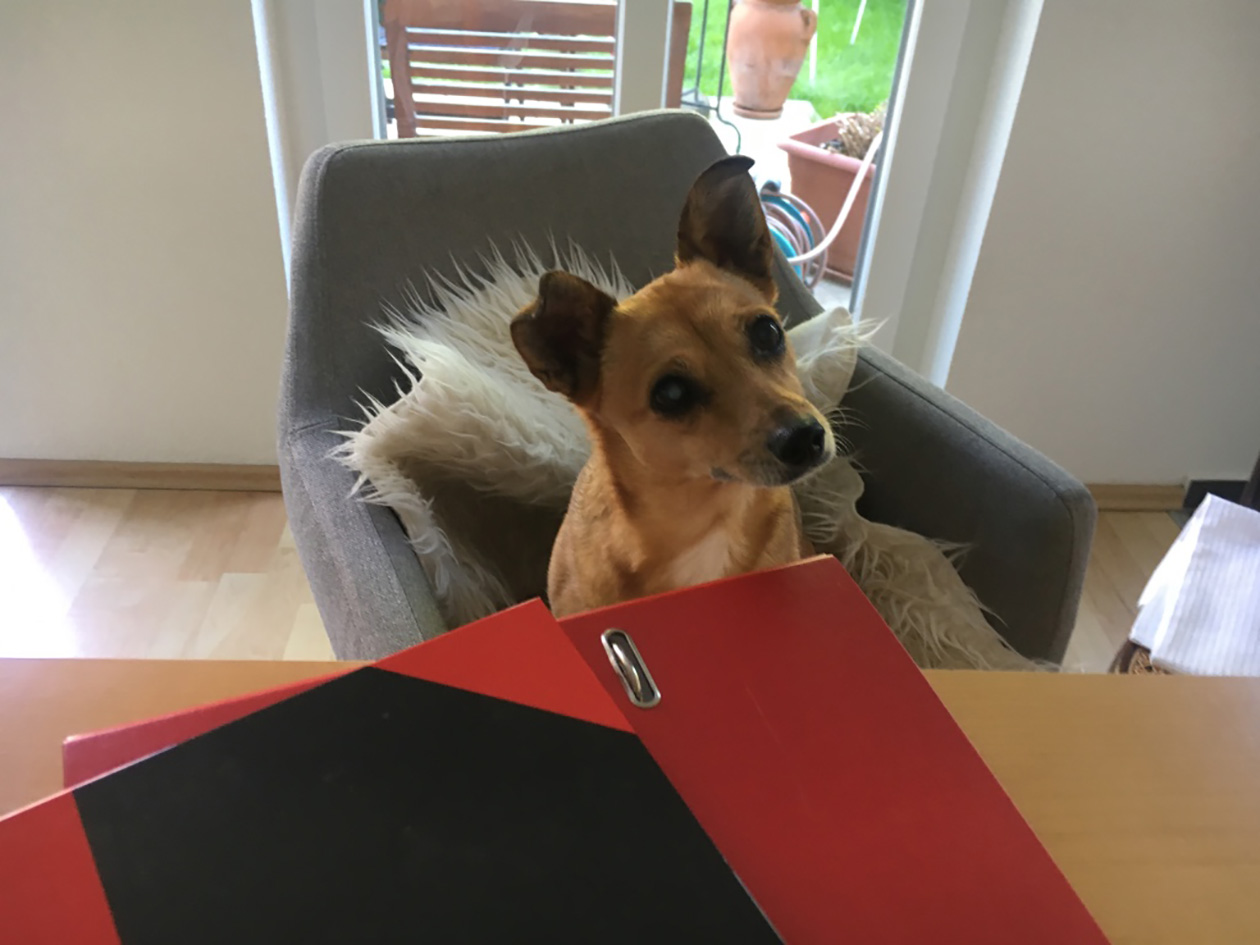Kontakt / Konditionen Hundebetreuung