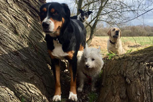 Individuelle und tägliche Hundebetreuung in Berlin