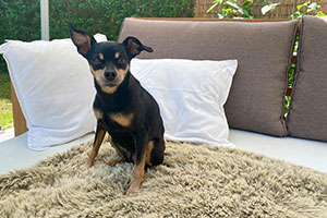 Urlaubsbetreuung in eigener Hundepension in Berlin